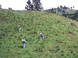 Weed Run 3